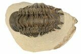 Crotalocephalina Trilobite - Foum Zguid, Morocco #186740-1